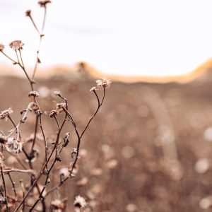 Winter sunset at Knepp, West Sussex. Dry flower, in the foreground, natural light colours.